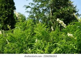 Attēlu rezultāti vaicājumam “Sorbaria sorbifolia bud”