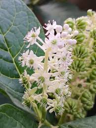 Attēlu rezultāti vaicājumam “Phytolacca acinosa leaf”