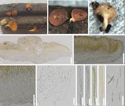 Attēlu rezultāti vaicājumam “Hyaloscypha hyalina”