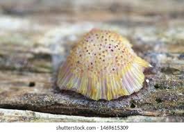 Attēlu rezultāti vaicājumam “Symphytocarpus flaccidus spores”