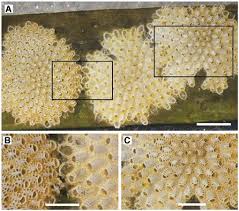 Attēlu rezultāti vaicājumam “Cribraria tenella macro”