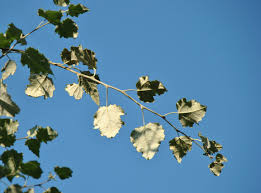 Attēlu rezultāti vaicājumam “Populus x canescens”