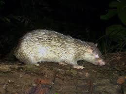 Attēlu rezultāti vaicājumam “Trichia longipalpis sessile”