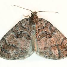 Attēlu rezultāti vaicājumam “Hydriomena furcata”