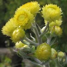 Image result for Helichrysum foetidum
