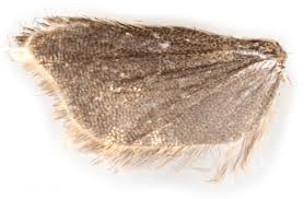 Attēlu rezultāti vaicājumam “Ancylis badiana”