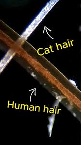 Image result for human hair microscope image