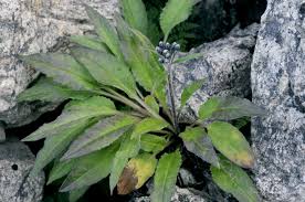 Attēlu rezultāti vaicājumam “Saussurea esthonica”