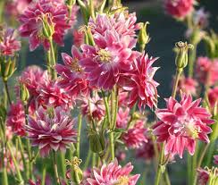 Image result for Aquilegia