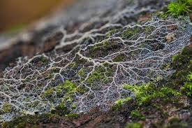 Attēlu rezultāti vaicājumam “Badhamia lilacina plasmodium”