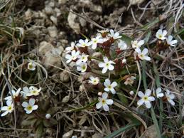 Attēlu rezultāti vaicājumam “Androsace septentrionalis”