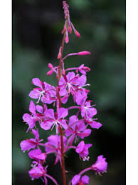 Attēlu rezultāti vaicājumam “Epilobium angustifolium flower”