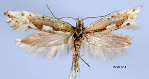 Attēlu rezultāti vaicājumam “Plutellidae”