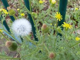 Attēlu rezultāti vaicājumam “Senecio viscosus flower”