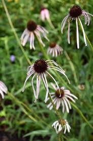 Image result for Echinacea pallida