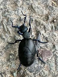 Attēlu rezultāti vaicājumam “Meloe sp.”