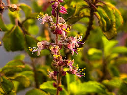 Attēlu rezultāti vaicājumam “Ocimum basilicum leaf”