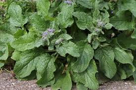 Image result for Borago officinalis