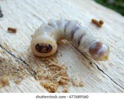 Attēlu rezultāti vaicājumam “Cerambycidae larva”