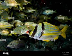 Image result for Haemulon sciurus