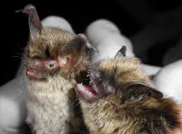 Attēlu rezultāti vaicājumam “Myotis brandtii”