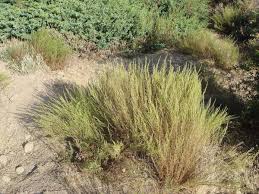 Image result for Artemisia caudata