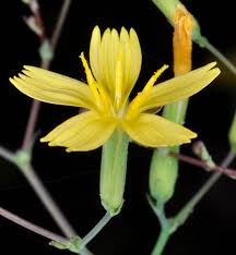 Attēlu rezultāti vaicājumam “Mycelis muralis leaf”