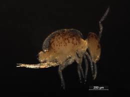 Attēlu rezultāti vaicājumam “Symphypleona”