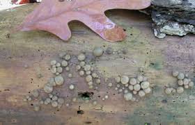 Attēlu rezultāti vaicājumam “Lycogala cf. fossiculatum macro”