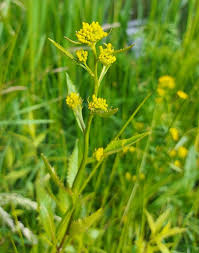Attēlu rezultāti vaicājumam “Rorippa amphibia leaf”