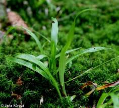 Attēlu rezultāti vaicājumam “Luzula pilosa bud”