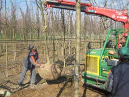 Image result for holmac tehron