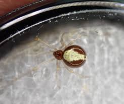 Attēlu rezultāti vaicājumam “Neottiura bimaculata female”