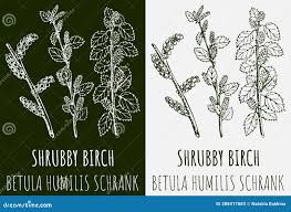 Attēlu rezultāti vaicājumam “Betula humilis leaf”