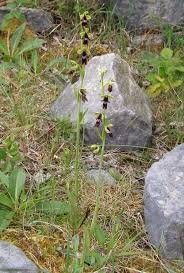 Attēlu rezultāti vaicājumam “Ophrys insectifera flower”