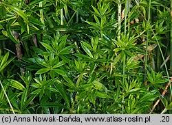 Attēlu rezultāti vaicājumam “Galium rivale”