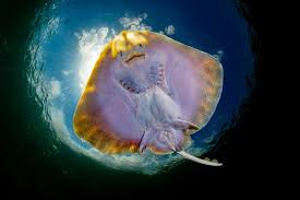 Image result for Raja radula