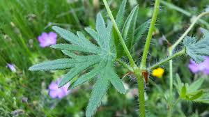 Attēlu rezultāti vaicājumam “Geranium sanguineum leaf”