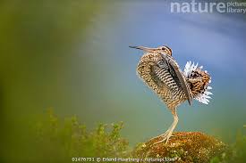 Image result for Gallinago media