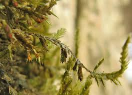 Attēlu rezultāti vaicājumam “Neckera pennata”