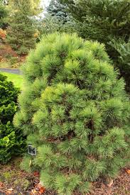 Attēlu rezultāti vaicājumam “Pinus ponderosa”