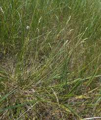 Attēlu rezultāti vaicājumam “Danthonia decumbens”