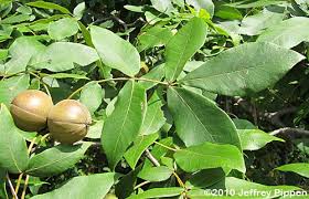 Attēlu rezultāti vaicājumam “Carya”