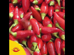 Afbeeldingsresultaat voor red fratali hot pepper