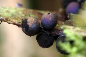 Attēlu rezultāti vaicājumam “Lamproderma pulchellum macro”