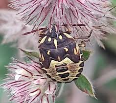 Attēlu rezultāti vaicājumam “Carpocoris sp. nymph”
