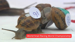 Image result for World Snail Racing Championships