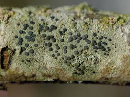 Attēlu rezultāti vaicājumam “Lecidella elaeochroma”