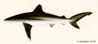 Image result for Carcharhinus albimarginatus