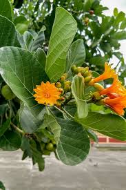 Attēlu rezultāti vaicājumam “Carex dioica fruit”